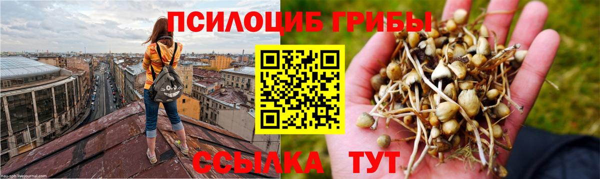 Тамбов  купить наркоту  Вход с VPN  Галлюциногенные грибы прущие грибы 